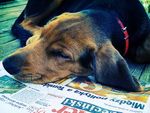 Dog Newspaper_web.jpg