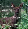 deer-example1.png