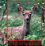 deer-example2.png