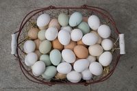 eggs of many colors.jpg