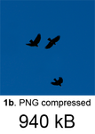 Birds+BlueSky_png.png